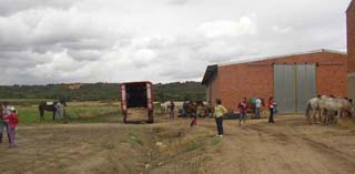 Vista de un momento de la descarga de los caballos.