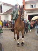 Precioso caballo que es el abanderado de la marcha