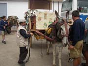 Enganchando el burro al carro