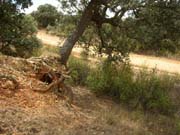 Llama la atencin cmo se aferra esta encina a la bsqueda del sustento.