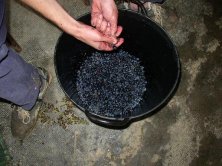 Alberto desgranando la uva.