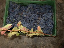 Caja de uva seleccionada.