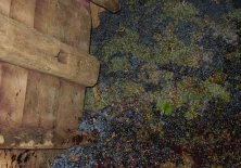 Las uvas que van a ser pisadas junto al compromiso.